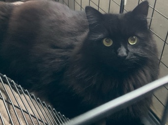 British Longhair – free to good home only