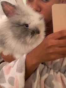 Lionhead – Bunny Rabbit For Sell