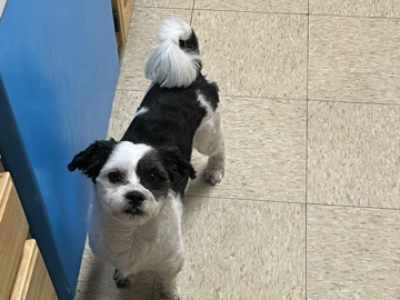Shih Tzu – Take home your new furrever friend 🥰 – Portsmouth