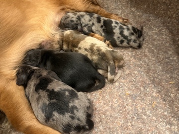 Dachshund – 🐶 Miniature Dachshund Puppies Available! 🐶 – Charlotte