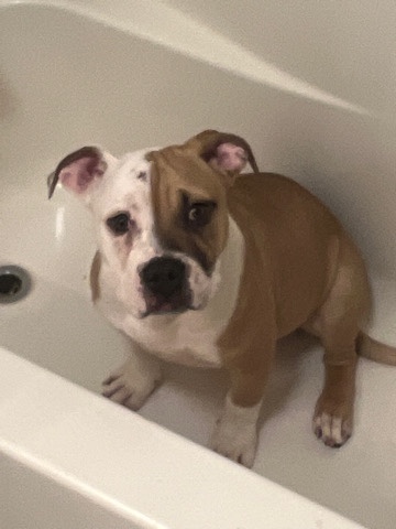 American Pit Bull Terrier – bully bulldog mix