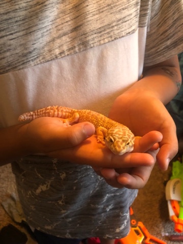 Any – leopard gecko needs good home