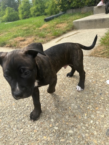 Siberian Husky – 10 week old Husky/Pit Mix