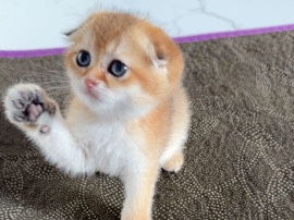 All - سكوتش فولد قولد available for adoption in Riyadh