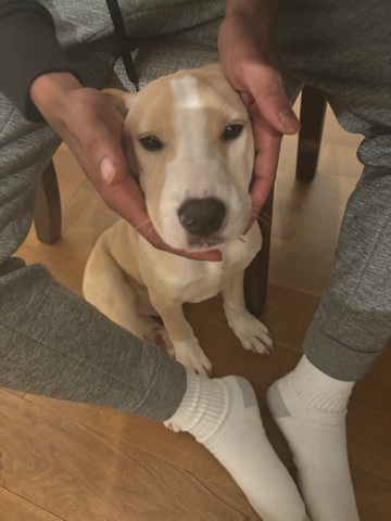 kino , lab/pit mix