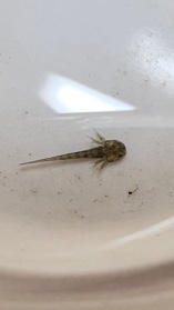 Baby Axolotls