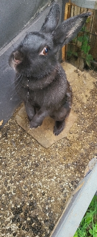 rabbit