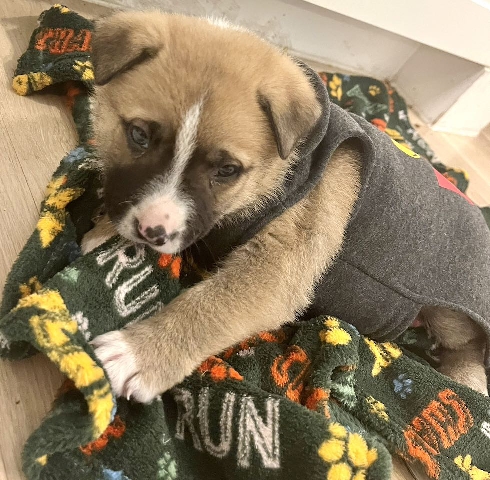 puppy mixed chow chow 