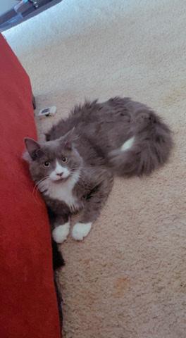 6 month old Maine ****/Tabby mix kittens for sale