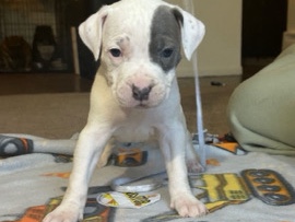 Pit Bull – xl bully’s