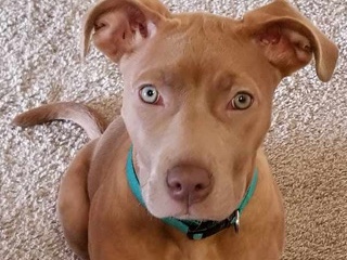 American Pit Bull Terrier – pit bull terrier / rednose pit – Dallas