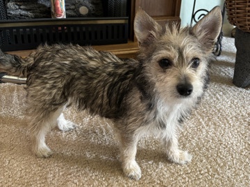 Yorkshire Terrier – Chip – Bakersfield
