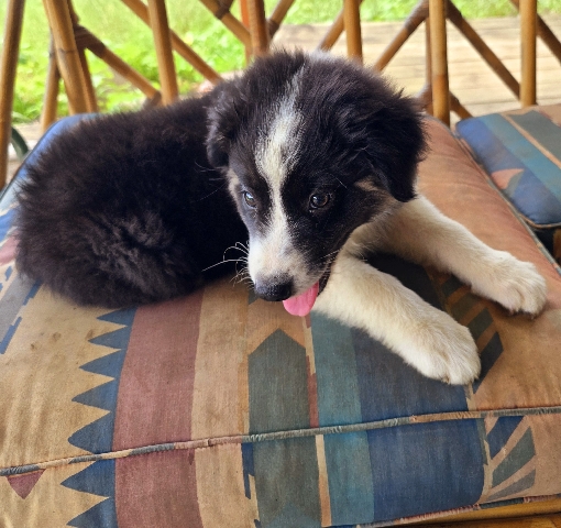 Australian Shepherd – AKC Australian shepherd puppies TriColor Female