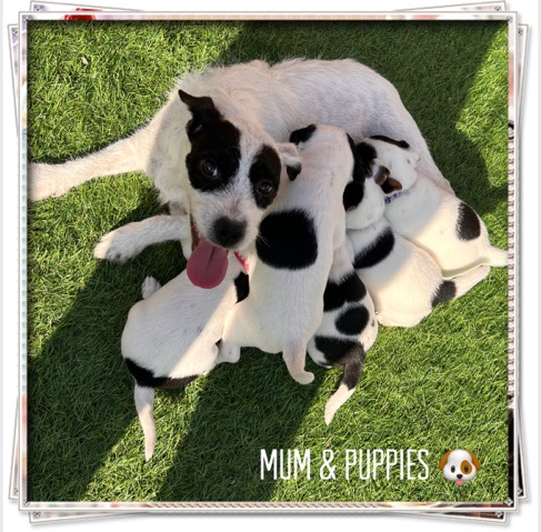 Jack Russell Terrier – Beautiful Jack Russell Puppies ready 11/10/23