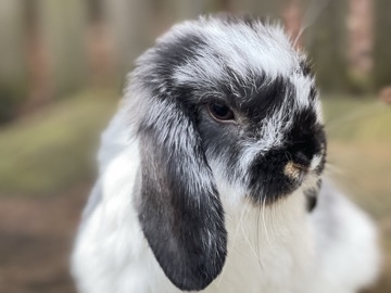 American Chinchilla – Holland Lop Rabbit / Bunny – Johns Creek