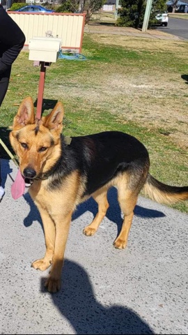 German Shepherd – German Shepherd