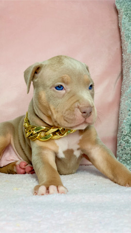 American xl bully puppies