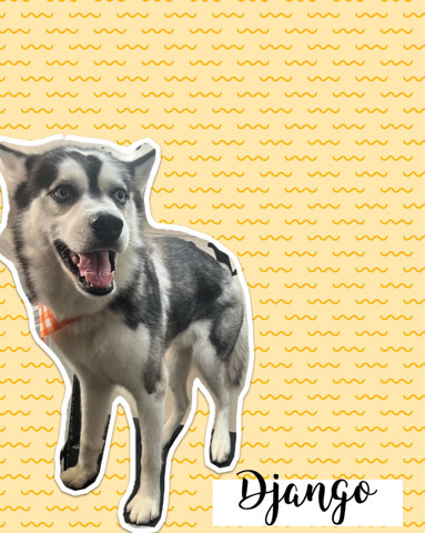 Siberian Husky – Siberian Husky