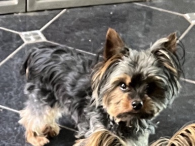Yorkshire Terrier – Yorkie Terrier – Lawrenceville