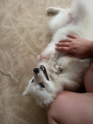 Others - Female Japanese Spitz puppy  available for adoption in Melbourne