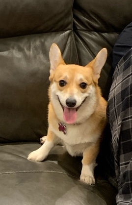 Pembroke Welsh Corgi – female corgi (pancake)