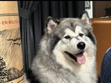 Alaskan Malamute – alaskan malamute – Dubai