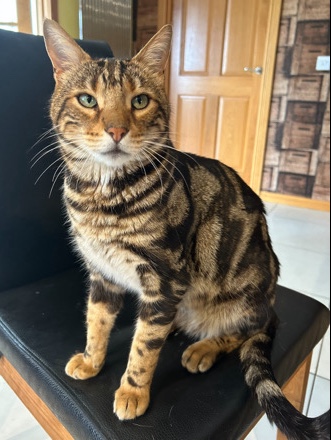 Bengal – Bengal Cats - both for £400