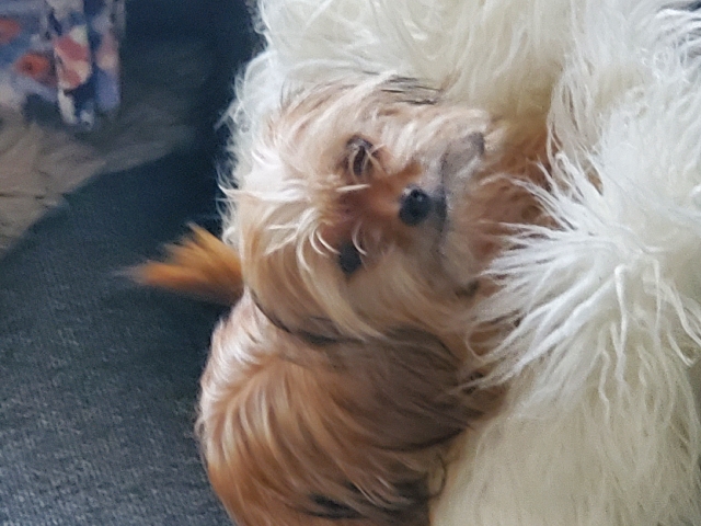 Shorkie puppies