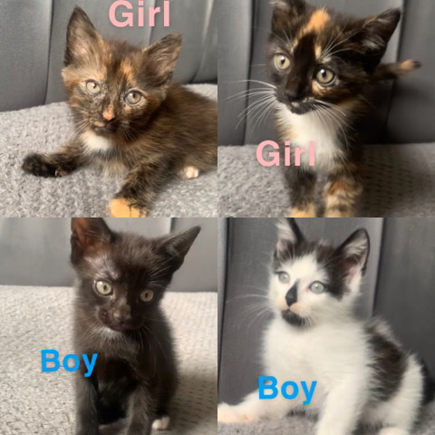 four 8 week old kittens