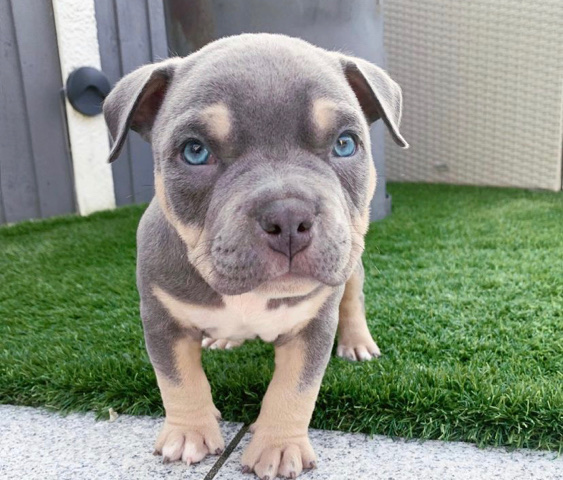 American Pit Bull Terrier – message me