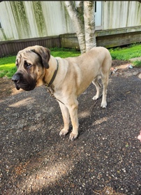English Mastiff – 1 yr old Male English Mastiff