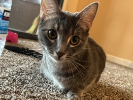 Finding a new home for Venus 💜 – Decatur