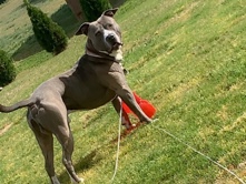 American Pit Bull Terrier – Free Purebred Pit Bull – Henrico