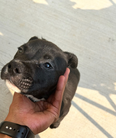 put bull pup