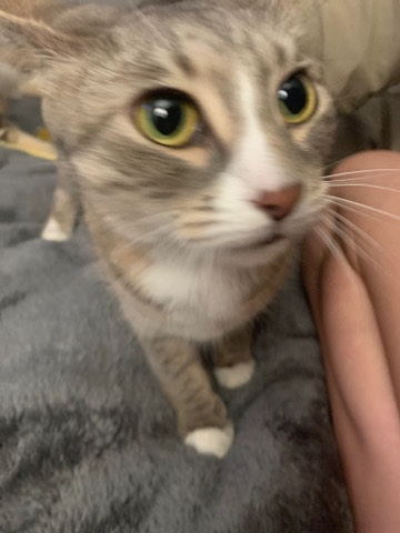 American Shorthair – sky