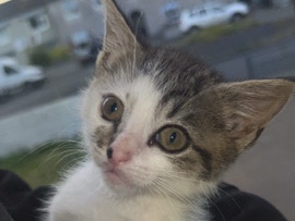 kitten – Carlow