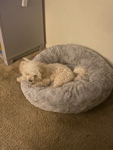 Shih Tzu – dog for sell