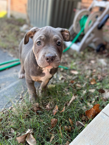 American Pit Bull Terrier – Blue nose pitbull