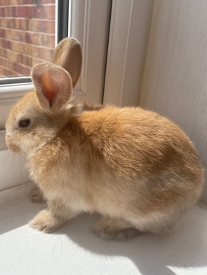 Dwarf Hotot – Baby rabbits