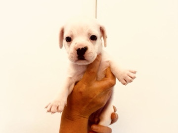 7 Adorable puppies 🐾 – Swansea