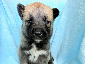 Belgian Shepherd Dog (Malinois) – chiots croisé Malinois/husky de Sibérie – Lille