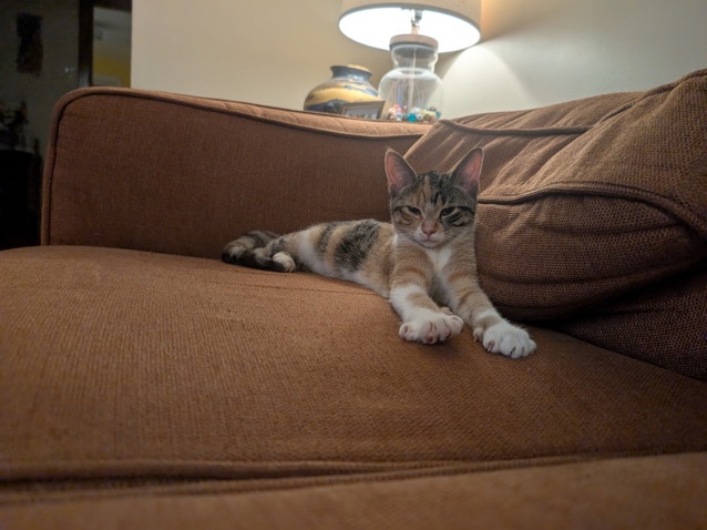 Russian White, Black and Tabby – Bean – London