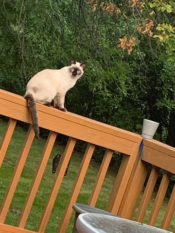 Siamese – Siamese kitten for lonely people