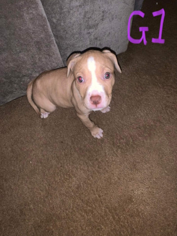 American Pit Bull Terrier – pit bull puppies