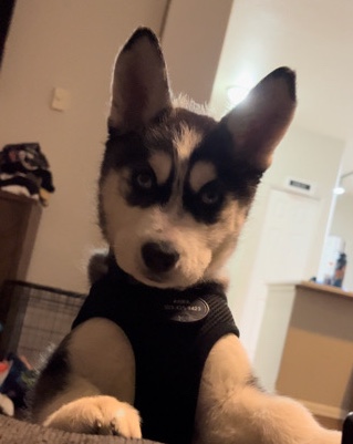 Siberian Husky – Rehoming 7 week old pure bred husky