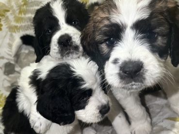 DESiGNER PUPPiES/HYBRiD/St.Bernard-Poodle – Las Vegas