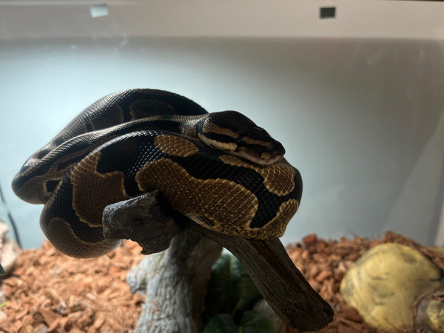 Any – ball python (H.E.T clown )