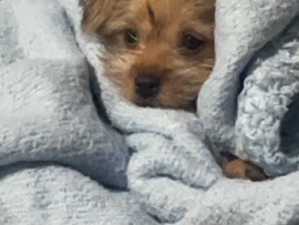 Yorkshire Terrier – yorkie/Shih Tzu