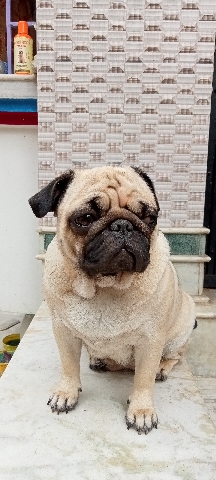 Labrador Husky – Labrador