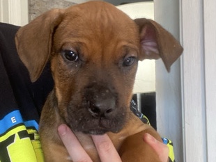 Cane Corso – Male Cane Corso – Dahlonega
